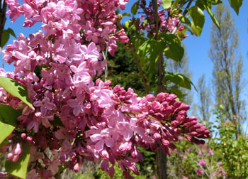 200601_lilac9.jpg