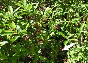 200601_rengyo.jpg