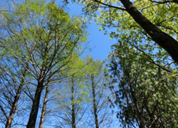 200602_metasequoia.jpg