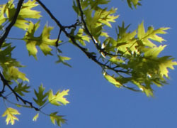 200602_pinoak3.jpg