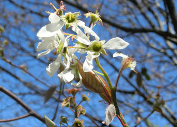 200604_juneberry2.jpg