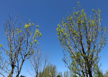200604_toneriko1.jpg