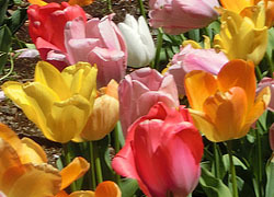 200604_tulip2.jpg