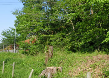 200616_kirikabu.jpg