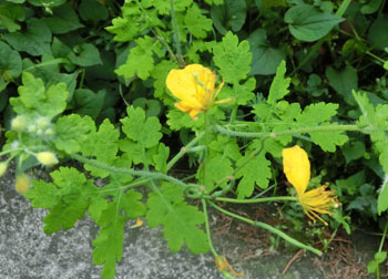 200616_kusano_o3.jpg
