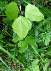 200616_m_akebi.jpg