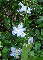 200616_shaga1.jpg