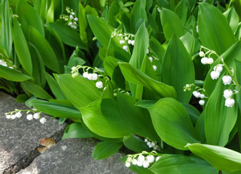 200621_d_suzuran1.jpg