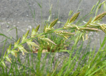 200621_nezumi_m2.jpg