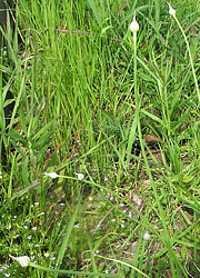200621_nobiru.jpg