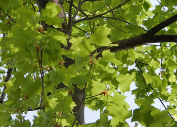 200622_yurinoki09.jpg