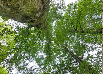 200624_metasequoia.jpg