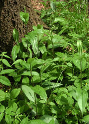 200625_yamajino_h2.jpg