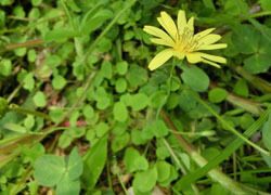 200626_jisibari1.jpg