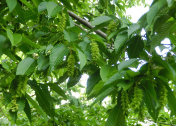 200626_kumaside2.jpg