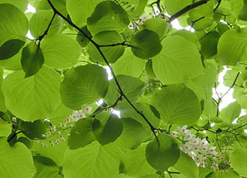 200628_hakuun_b3.jpg