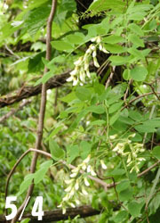 200628_harienju1.jpg