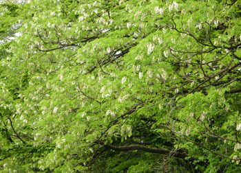 200628_harienju4.jpg