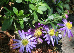 200628_kongiku.jpg