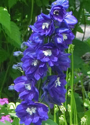 200628_larkspur.jpg