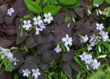 200628_oxalis_t.jpg