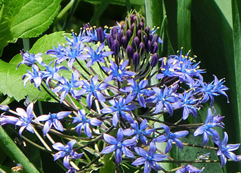 200628_s_peruviana3.jpg