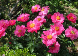 200628_shakuyaku3.jpg