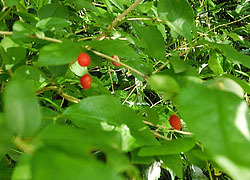 200629_u_kagura1.jpg