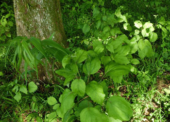 200630_k_haguma1.jpg