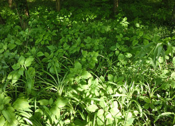 200630_k_haguma2.jpg