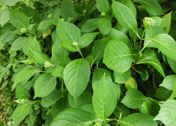 200702_ajisai1.jpg