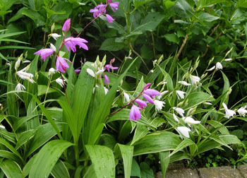 200704_siran.jpg