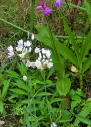 200705_a_roseum1.jpg