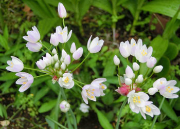 200705_a_roseum2.jpg