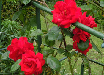 200705_bara5.jpg