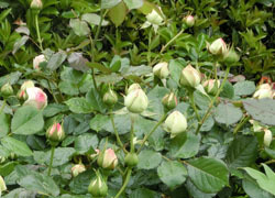 200705_bara7.jpg