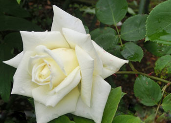 200705_bara8.jpg