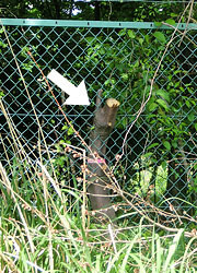 200706_kurinoki.jpg