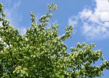 200706_mizuki4.jpg