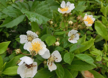 200706_noibara1.jpg