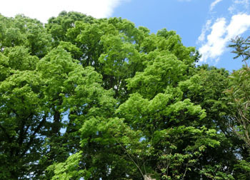 200706_zokibayasi3.jpg