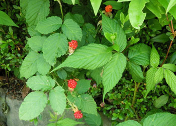 200708_kusaitigo.jpg