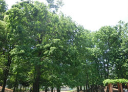 200708_park1.jpg