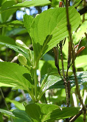 200709_hakone_u.jpg