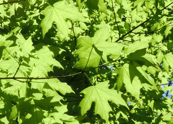200709_sato_k2.jpg