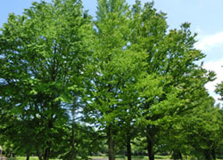 200710_katura1.jpg
