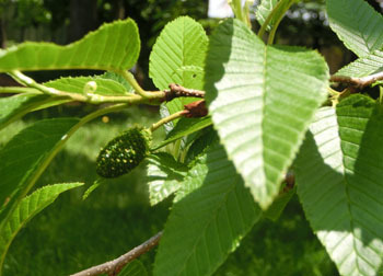 200710_o_yashabusi2.jpg