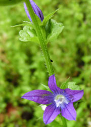 200715_kikyo_s2.jpg