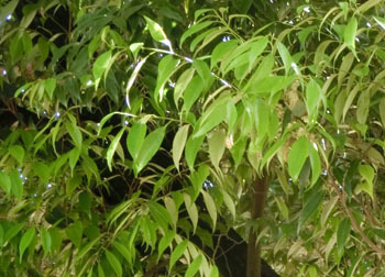 200716_sudajii4.jpg
