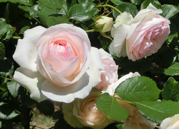 200725_bara4.jpg